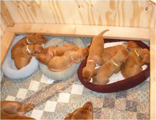 1st Litter_3