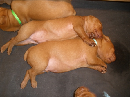 3L Puppies 4