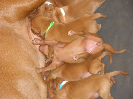 3rd litter