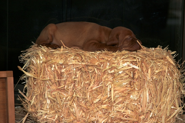 Haystack Puppy